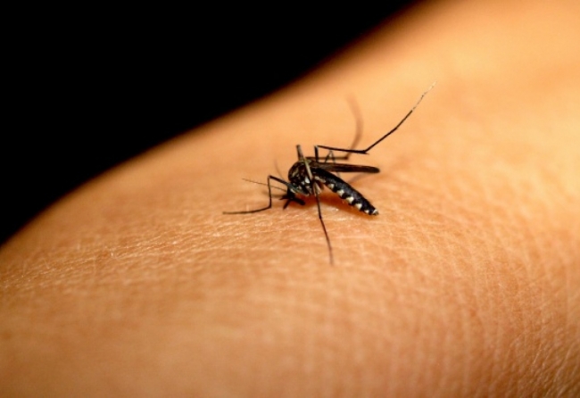 santa-cruz-ja-registra-21-casos-de-dengue