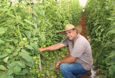 produtores-expoem-beneficios-da-enxertia