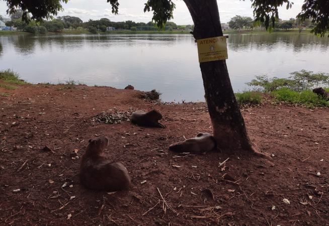 apos-estudo-comprovar-contaminacao-capivaras-do-lago-de-ipaussu-devem-sofrer-eutanasia