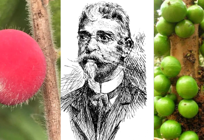 santa-cruz-entrou-para-a-historia-botanica-do-brasil