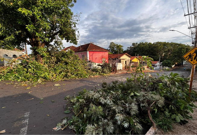 temporal-causa-queda-de-arvores-e-danos-em-santa-cruz